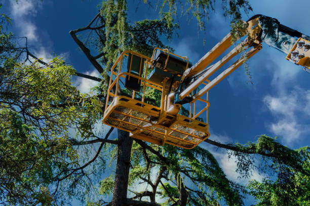 Reliable Gages Lake, IL Tree Removal and Landscaping Services Solutions